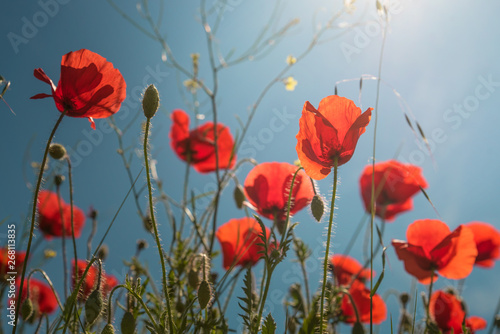 Wallpaper Mural Red poppy flowers Torontodigital.ca