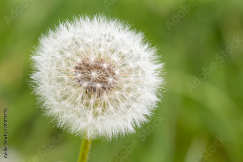 Fluffy white dandelion flower with seeds in nature on meadow. Dandelions field on spring sunny day. Blooming dandelion on green background.