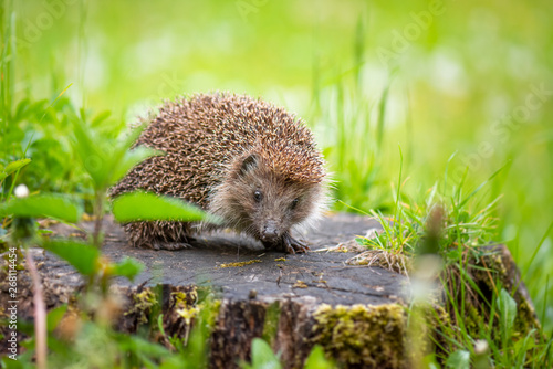 Leinwand Poster Cute common hedgehog on a stump in spring or summer forest during dawn