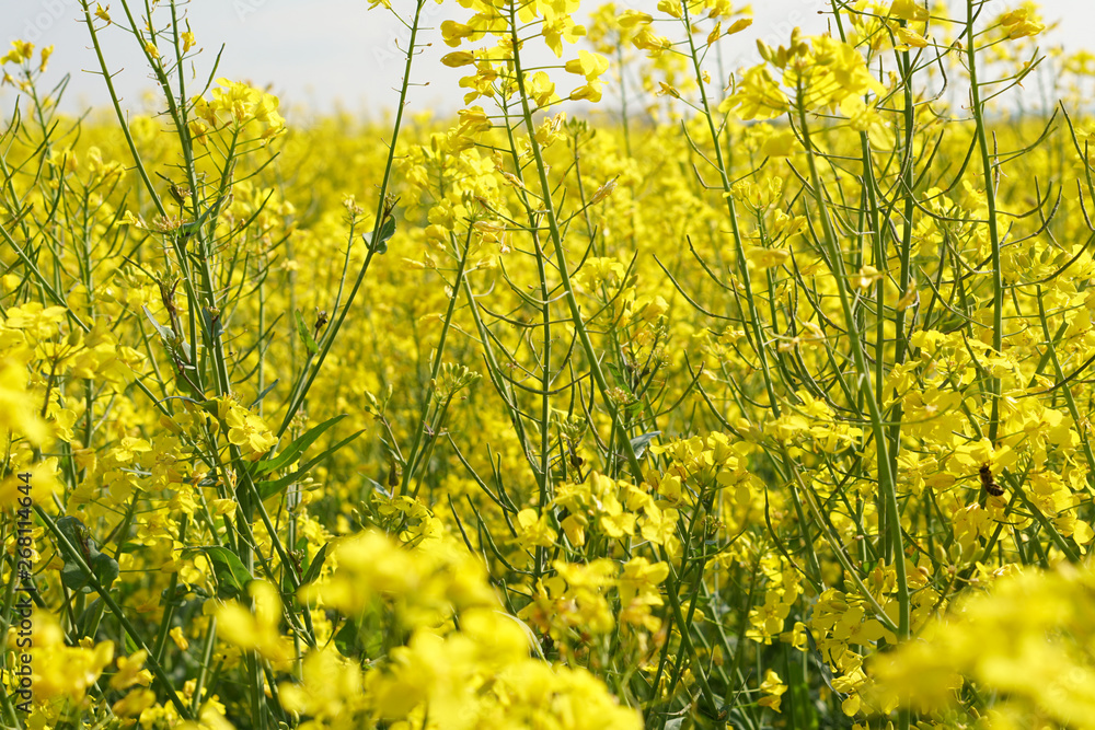 Obraz premium Rapsfeld im Frühling
