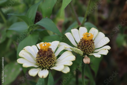 ひゃくにちそう