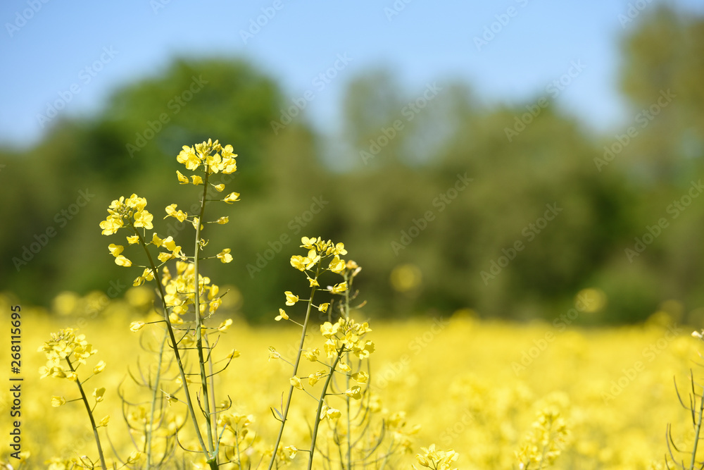 agriculture agricole vert bio environnement terre planete climat climatique rural ruralite campagne paysage Wallonie meteo culture colza carburant agriculture agricole vert bio environnement terre planete climat climatique rural ruralite campagne paysage Wallonie meteo culture colza carburant