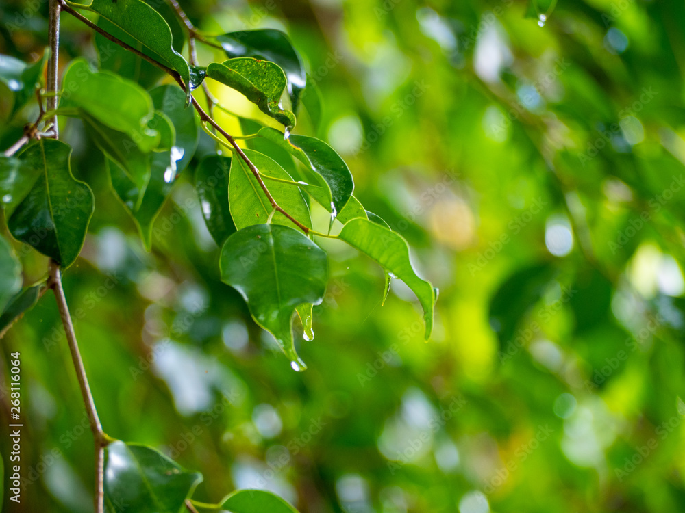 Fototapeta premium Image of green leaves of a tree with drops of dew