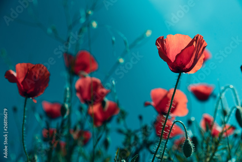 Fototapeta Naklejka Na Ścianę i Meble -  Red poppy flowers