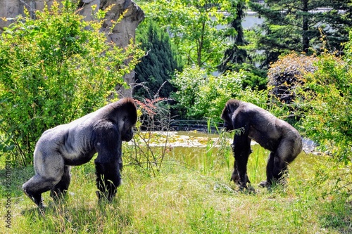 The western lowland gorilla (Gorilla gorilla gorilla) on the meadow © PaulSat