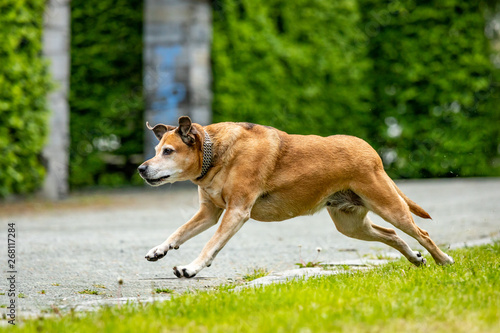 Free-running dog runs in the park