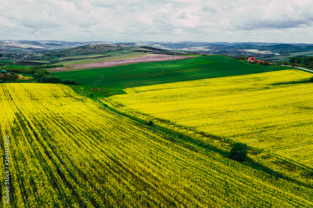 Fototapeta premium Drone view of rape fields