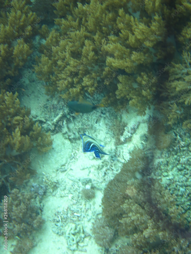 Fototapeta premium Arrecife de coral