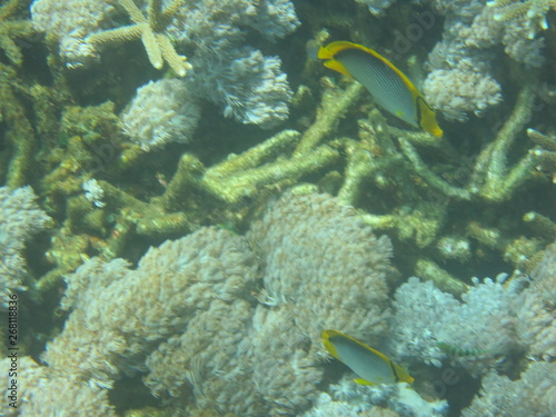 Fototapeta Naklejka Na Ścianę i Meble -  Arrecife de coral 