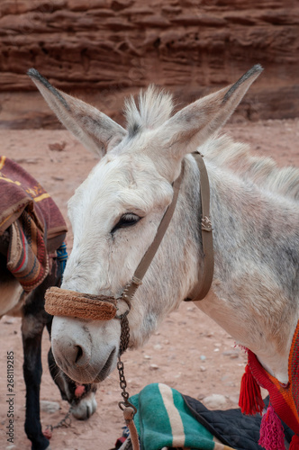 Mule of Petra