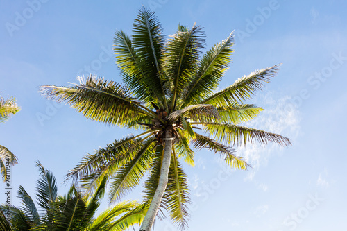 Tree top of cocunut palm tree