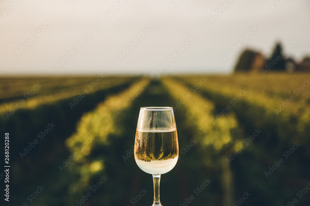 A fresh chilled glass of ice wine overlooking a Canadian vineyard during a Summer sunset - obrazy, fototapety, plakaty 