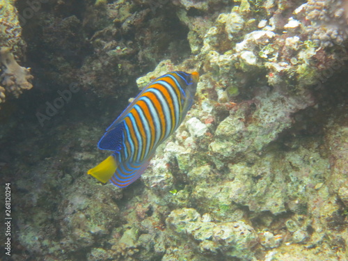 Corales en wakatobi