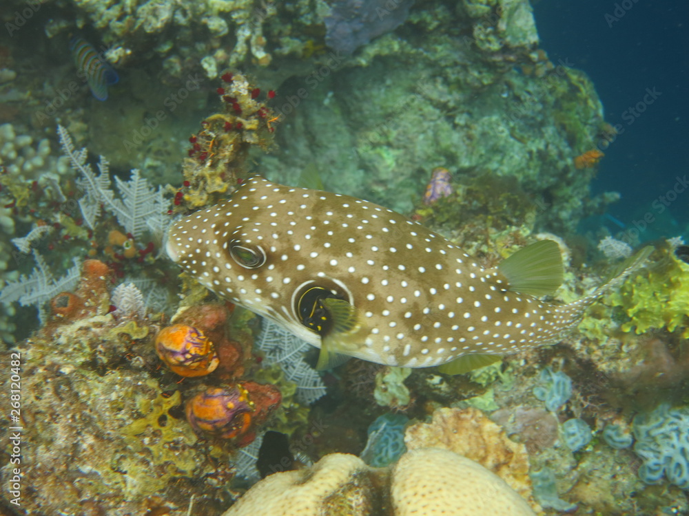 Corales en wakatobi Corales en wakatobi
