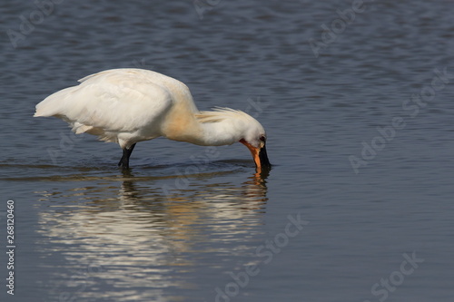 Eurasian or common spoonbill in nature Island Texel,Holland photo