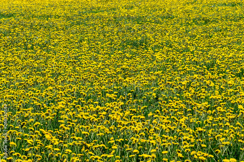 Obraz premium Meadow full of dandelion flowers