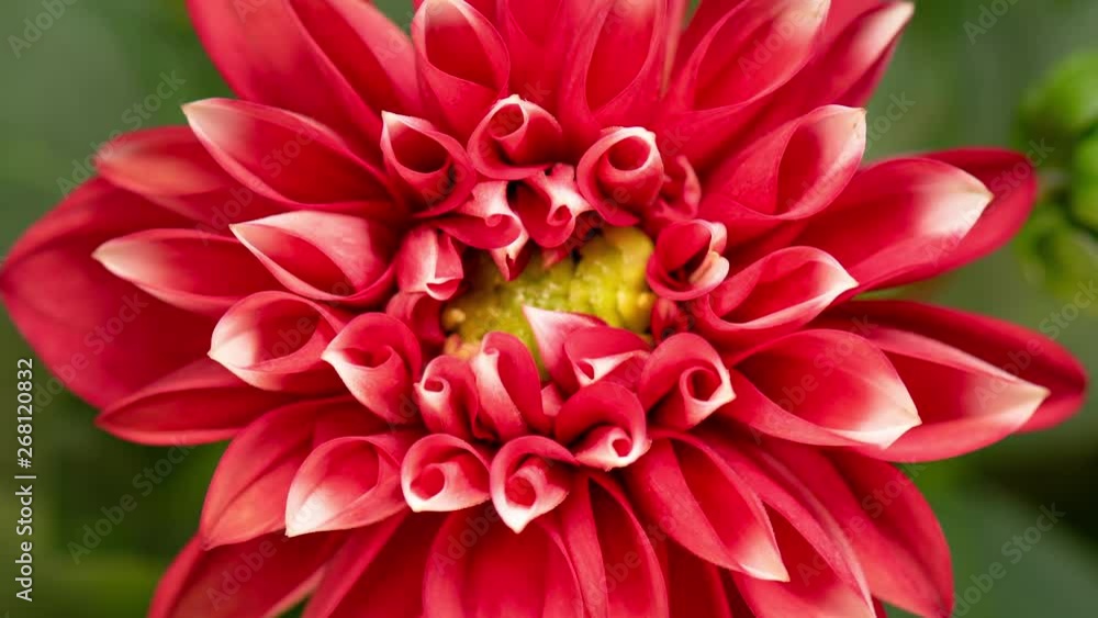 4K Time lapse of blooming Red Flower. Beautiful Dalia opening up. Timelapse of growing blossom big flower on green leaves background. Top view. 4K Time lapse of blooming Red Flower. Beautiful Dalia opening up. Timelapse of growing blossom big flower on green leaves background. Top view.