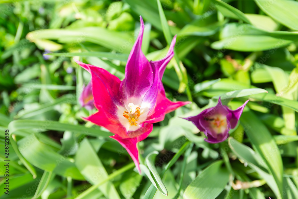 purple-red tulips on the grass background purple-red tulips on the grass background