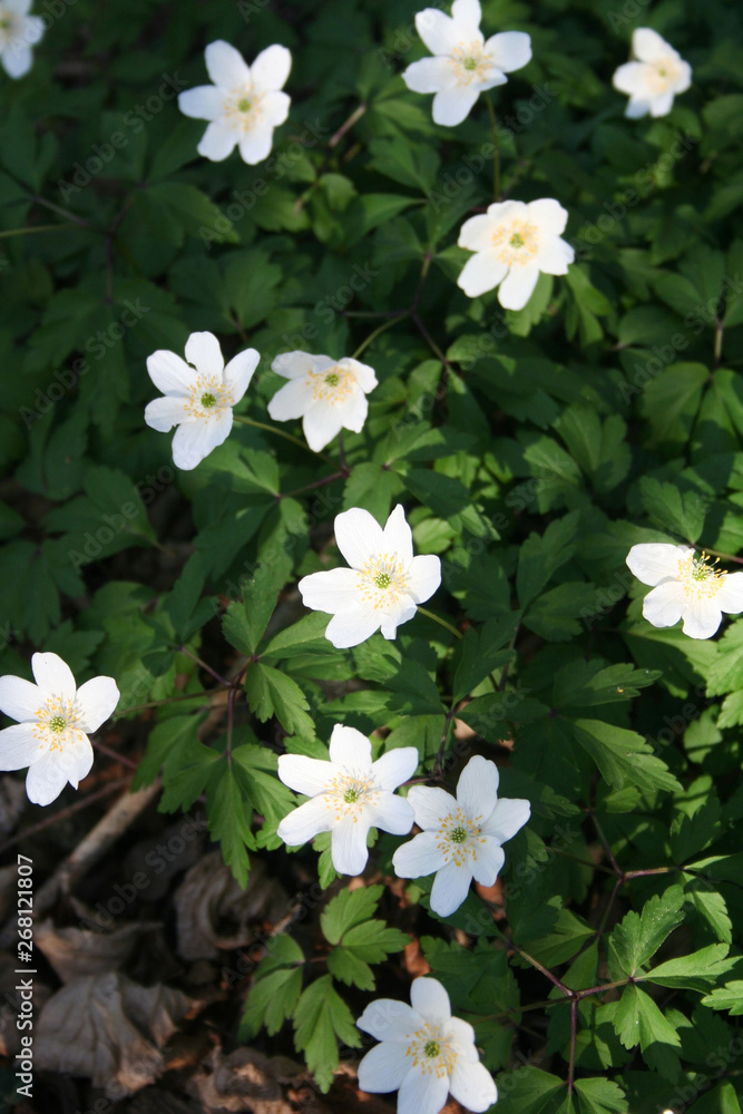 White wood anemone flowers during springtime. Anemone nemerosa in the forest White wood anemone flowers during springtime. Anemone nemerosa in the forest