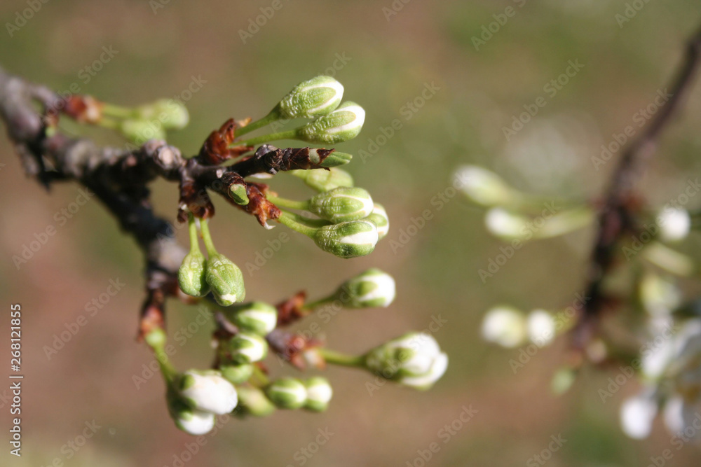 White Cherry flowers on branch. Prunus avium in springtime White Cherry flowers on branch. Prunus avium in springtime