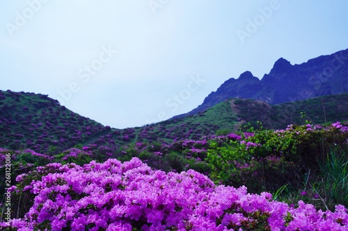 ミヤマキリシマの花が満開の阿蘇中岳の風景