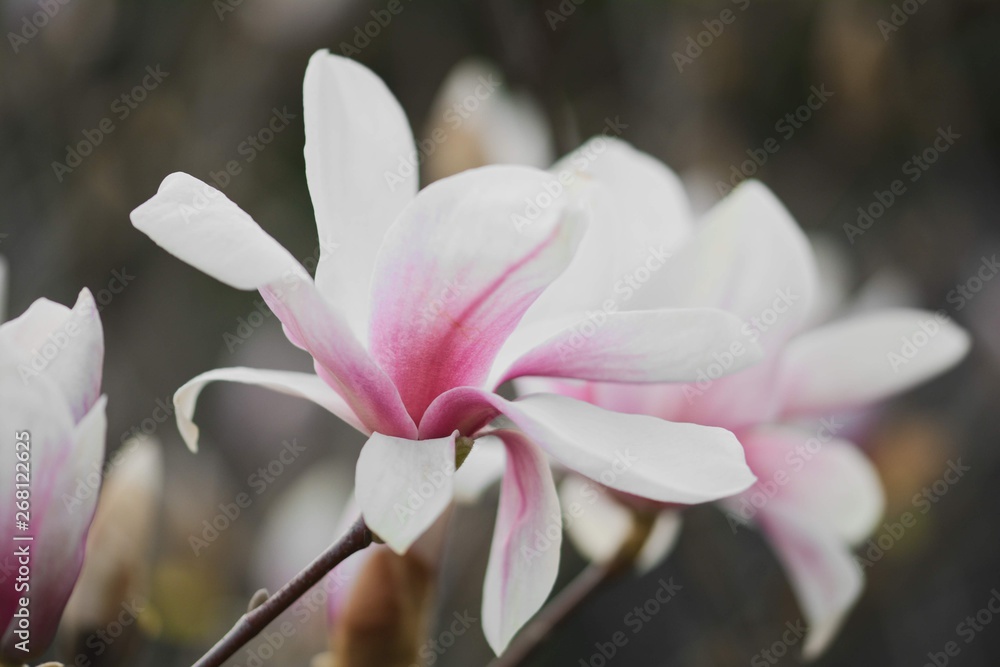 Fototapeta premium Pink Magnolia macro flower during Spring. Soft focus, bokeh and blur in the back. 