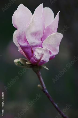 Pink Magnolia macro flower bud during Spring. Soft focus  bokeh and blur in the back. 