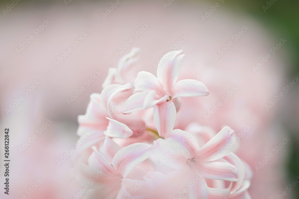 Macro of pink Hyacinth flowers. Soft focus and blur in the back