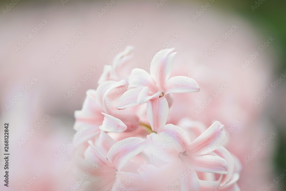Macro of pink Hyacinth flowers. Soft focus and blur in the back Macro of pink Hyacinth flowers. Soft focus and blur in the back