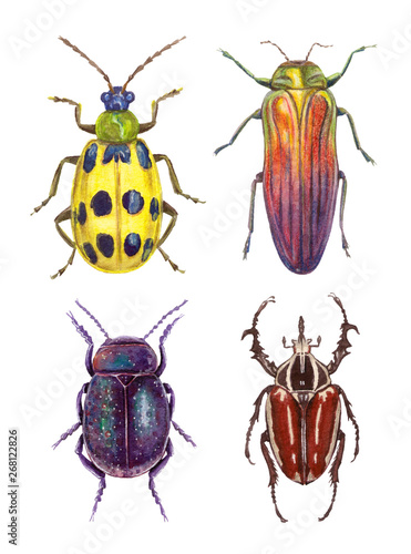 watercolor illustrations insects - bugs. hand painting, isolated elements.