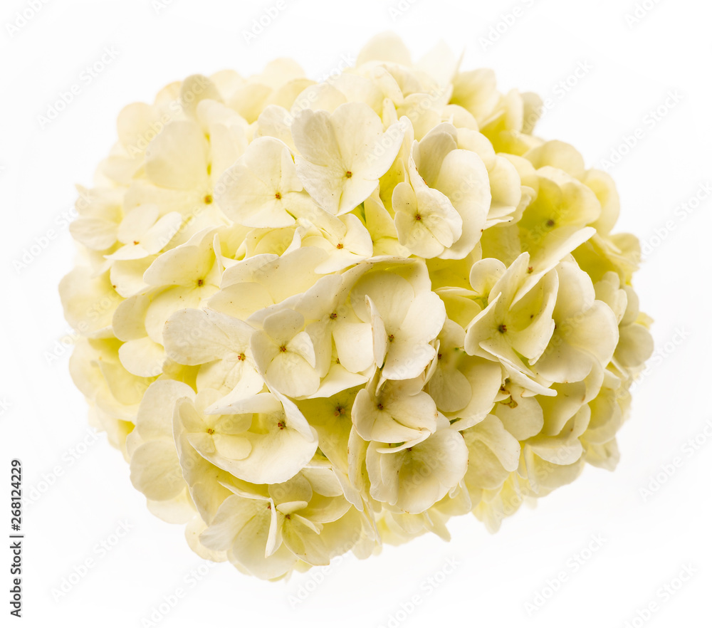 white viburnum flowers in the garden close up - Viburnum opulus common name guelder rose white viburnum flowers in the garden close up - Viburnum opulus common name guelder rose