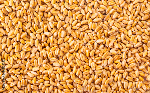 The processed organic wheat grains as agricultural background