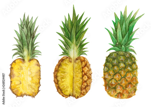 watercolor pineapple tropical fruit . hand painted isolated elements.