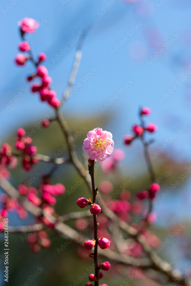 梅の花 梅の花