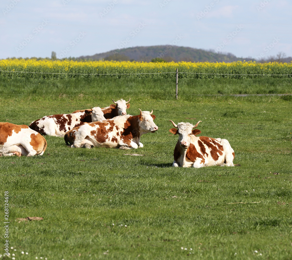 Brown and white colored cows enjoying summer sun and laying on green meadow grass landscapes