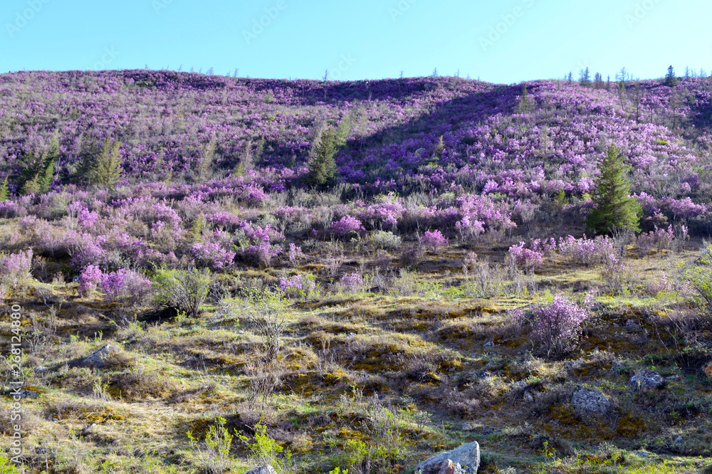 Fototapeta premium Beautiful bushes of purple flowers on the hill. Green grass, spruces and stones. Clear sky and sunny day. Beautiful spring or summertime background.