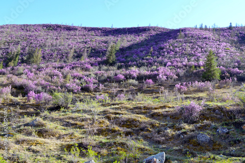 Beautiful bushes of purple flowers on the hill. Green grass, spruces and stones. Clear sky and sunny day. Beautiful spring or summertime background.