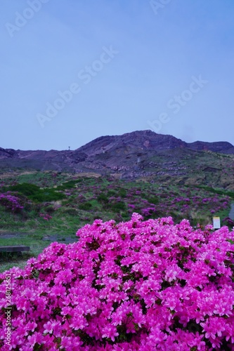 ミヤマキリシマの花が満開の阿蘇中岳の風景