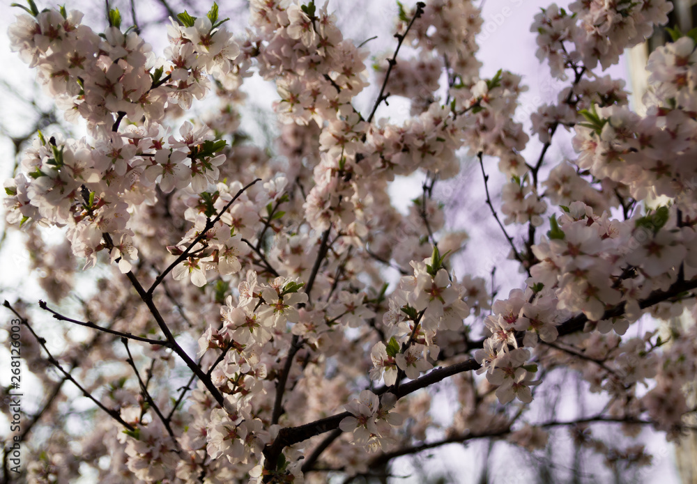 Tree and flowers of the cherry blossoms on a spring day Tree and flowers of the cherry blossoms on a spring day
