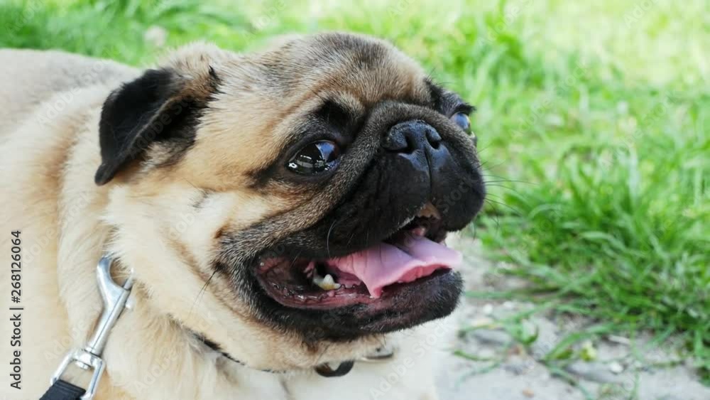 Portrait of a funny pug dog lying on grass and breathing heavily in hot weather Portrait of a funny pug dog lying on grass and breathing heavily in hot weather