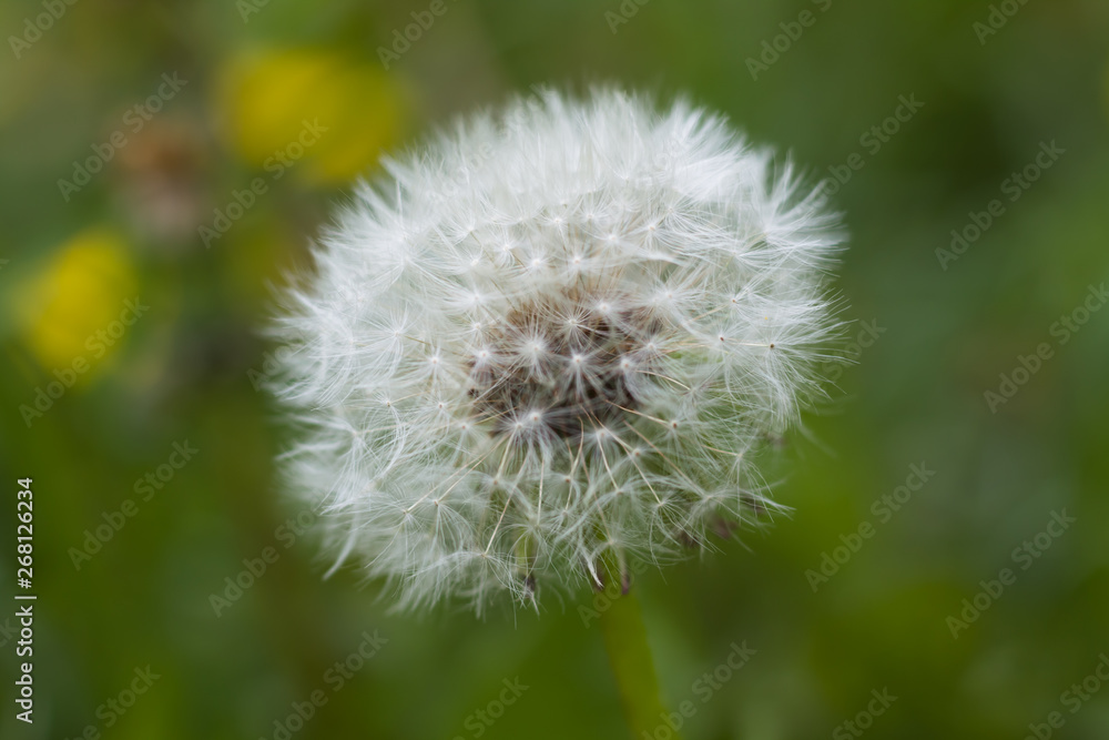 Dandelion on green background closeup