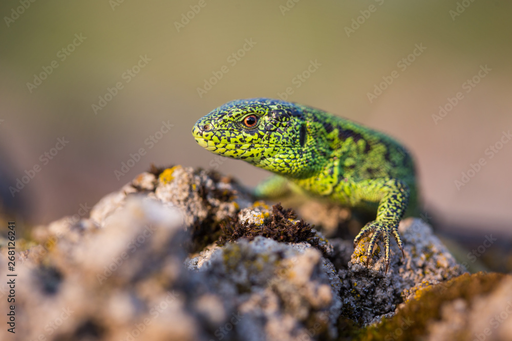 Fototapeta premium Green lizzard