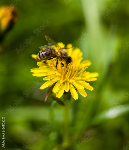 Bee flying on and over dandelion