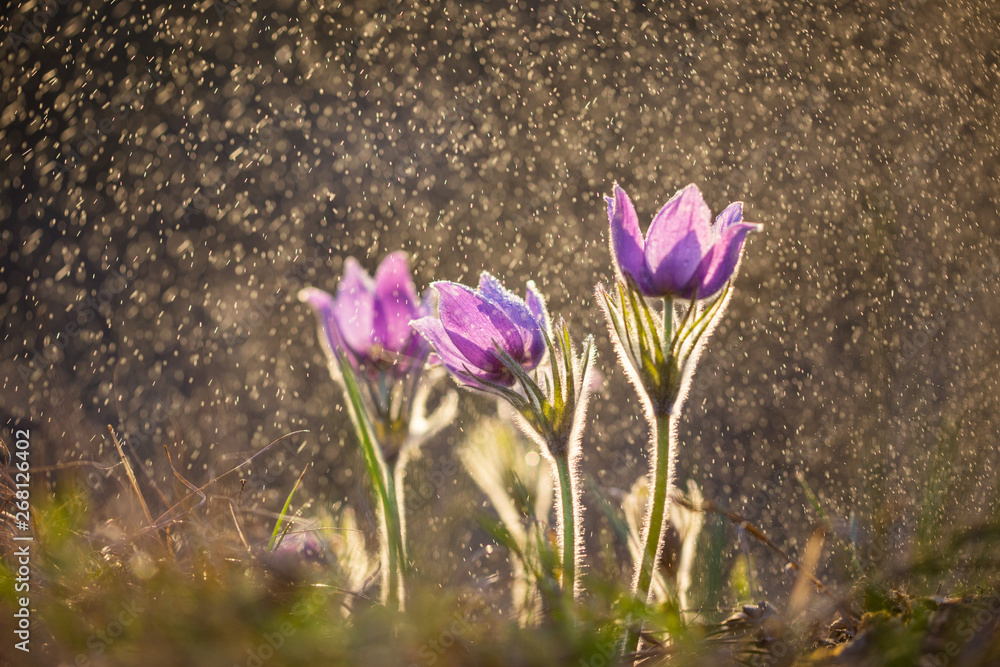 Naklejka premium pasque flower