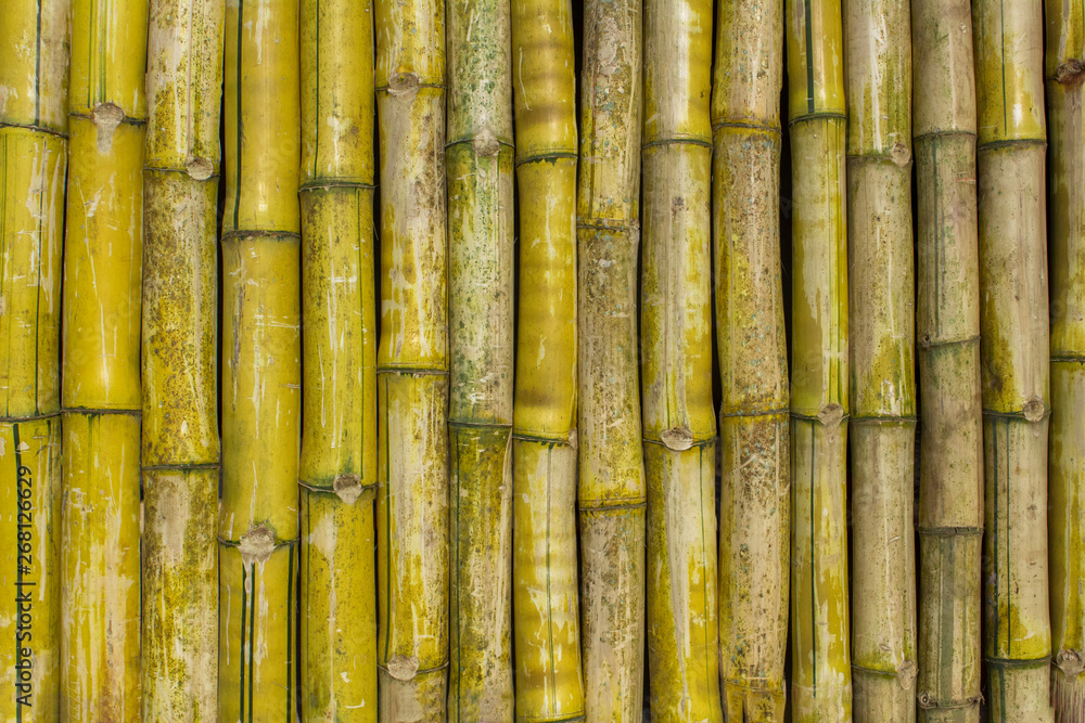 gray yellow green dry fence wall of bamboo trunks. vertical lines. natural surface texture gray yellow green dry fence wall of bamboo trunks. vertical lines. natural surface texture