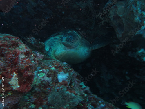 Tortuga marina nadando
