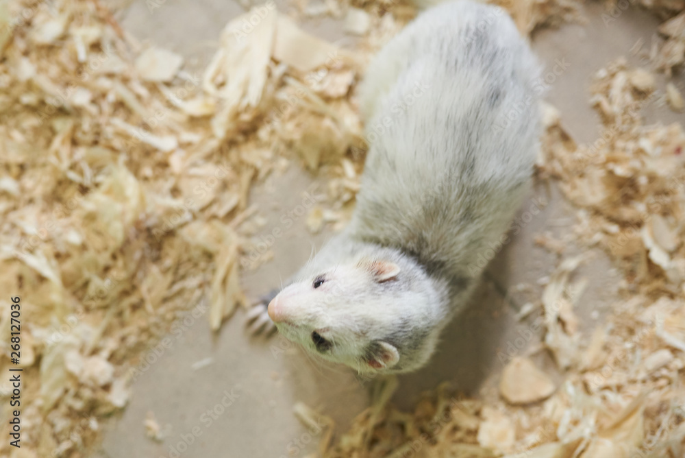 Light gray ferret on wood sawdust Light gray ferret on wood sawdust