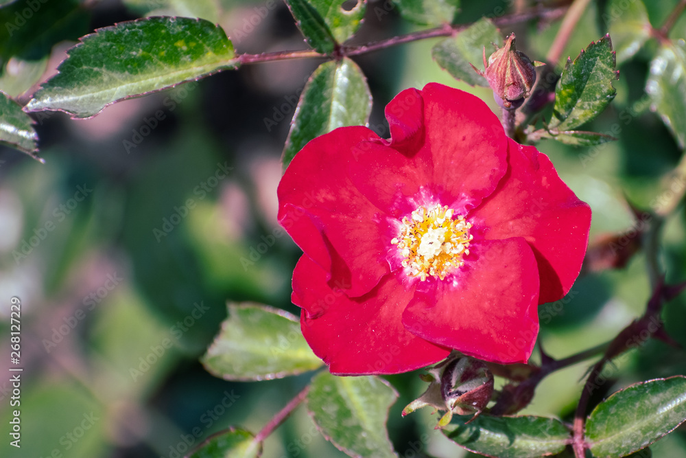 Close up of blooming red rose on a green background