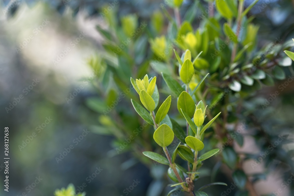 Fototapeta premium Leaves of a common myrtle, Myrtus communis
