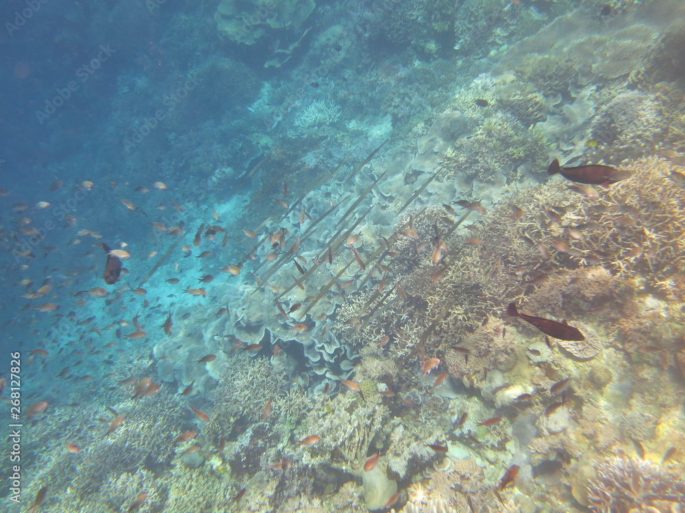 Fototapeta premium Arrecife de coral